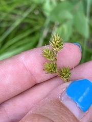 Carex tenera