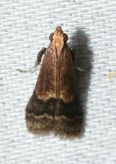 Eulogia ochrifrontella