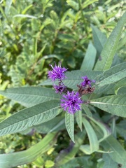 Vernonia noveboracensis