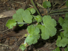 Hydrocotyle hirta