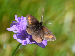 Erebia pharte