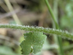 Hydrocotyle hirta