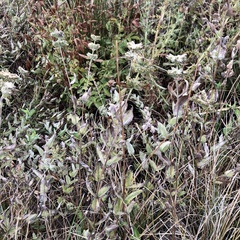 Pycnanthemum californicum