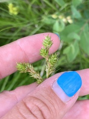 Carex tenera