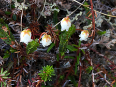 Cassiope tetragona