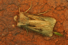 Agrotis venerabilis