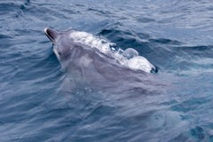 Tursiops