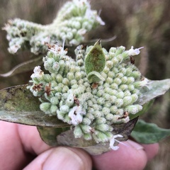 Pycnanthemum californicum