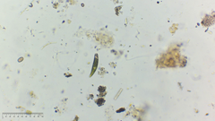 Euglena