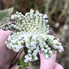 Pycnanthemum californicum