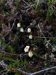 Cassiope tetragona