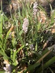 Liriope