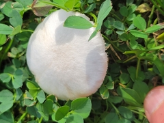 Agaricus campestris
