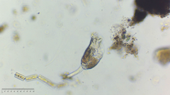 Testudinella