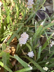 Liriope