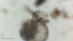 Chydoridae