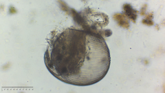 Chydoridae