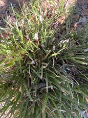 Liriope