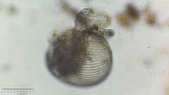 Chydoridae