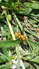 Polistes wattii
