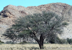 Vachellia erioloba