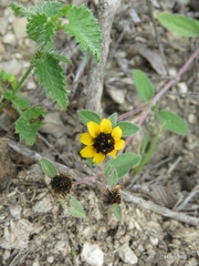Sanvitalia procumbens