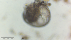 Chydoridae