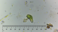 Euglena