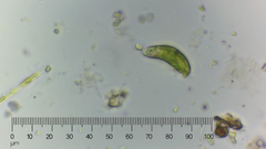 Euglena