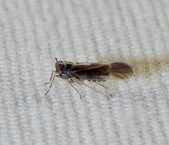 Tarophagus colocasiae