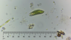Euglena