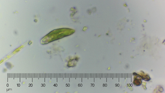 Euglena