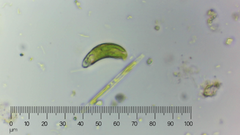 Euglena