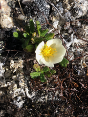 Dryas ajanensis