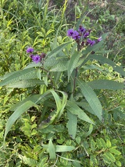 Vernonia noveboracensis