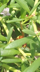 Polistes wattii