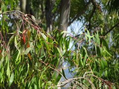 Myrtoideae