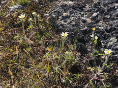Anemonastrum sibiricum