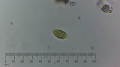 Oocystis