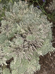 Artemisia arborescens