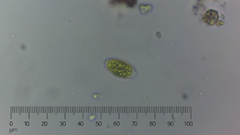 Oocystis