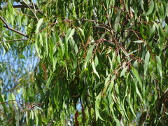 Myrtoideae