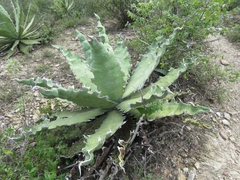 Agave xylonacantha