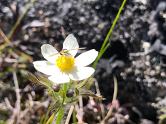 Anemonastrum sibiricum