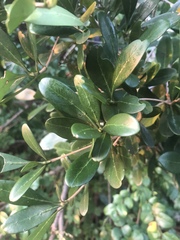 Coptosperma littorale