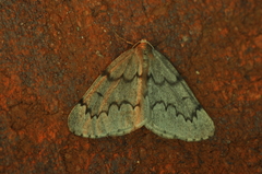 Nepytia pellucidaria