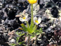 Anemonastrum sibiricum