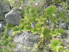 Selaginella lepidophylla