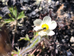 Anemonastrum sibiricum
