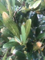 Coptosperma littorale